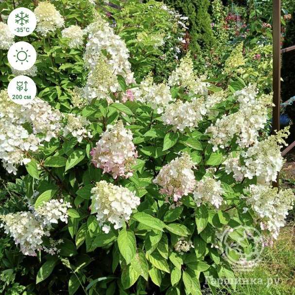 Pembe Vinca Hortensia Ekim Aşamaları