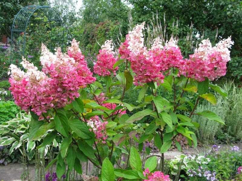 Pembe Vinca Hortensia Hastalıkları ve Zararlıları