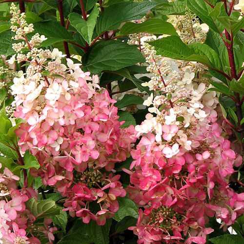 Pembe Vinca Hortensia Bakımı