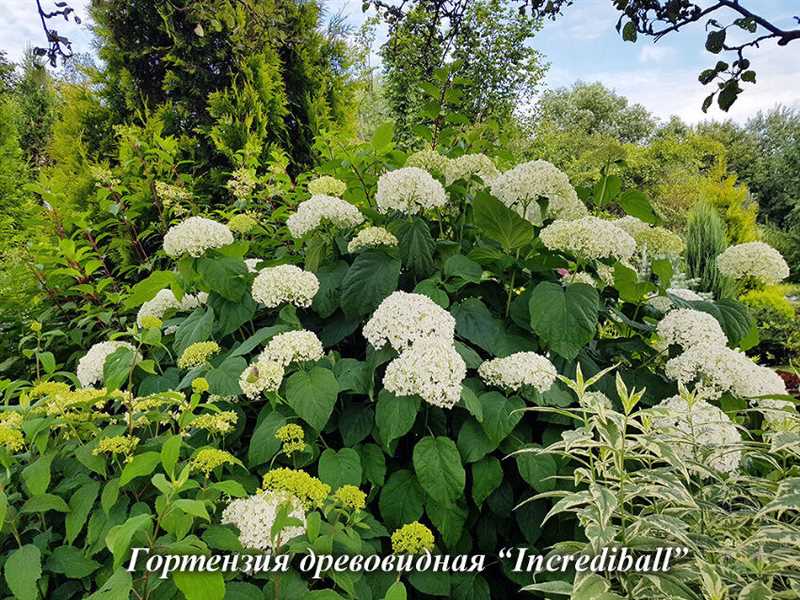 Hortensia Tardiva'nın Özellikleri