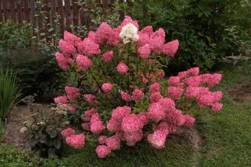 Hortensia Tardiva'nın çiçek açma süreci