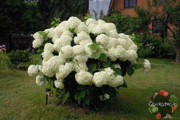 Hortensia Tardiva'nın nasıl bakım yapılır?