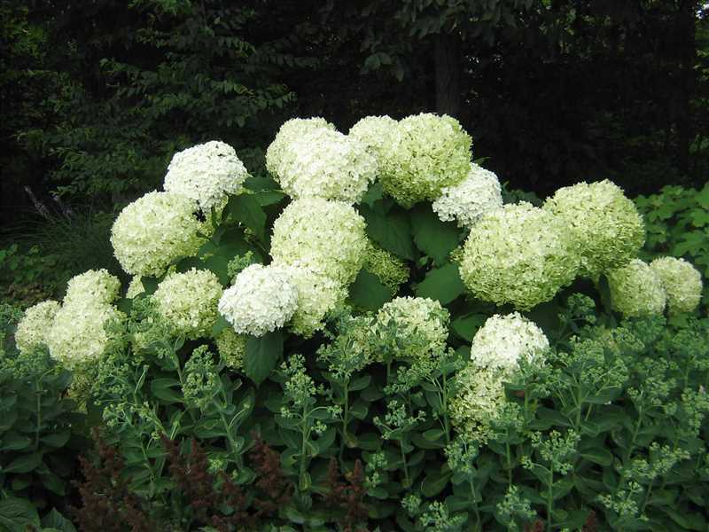 Hortensia Tardiva'nın ekim şartları