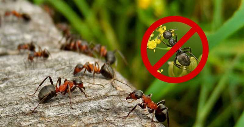 Karıncalardan nasıl kurtulabilirsiniz?