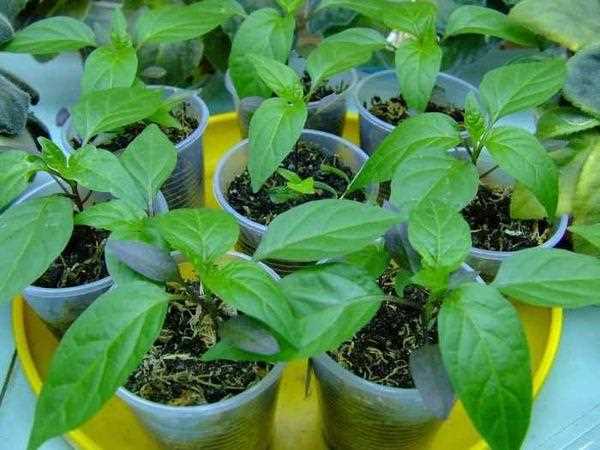 Tomatesi ve biber fideleri için bitki büyüme maddeleri