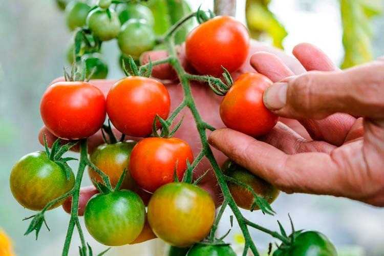 Tomato Samorodok Yetiştirme