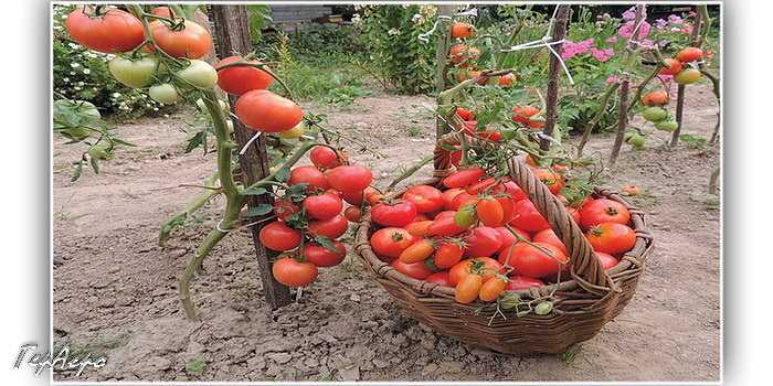 Piyasadaki En İyi Domates Çeşidi: Tomato Samorodok