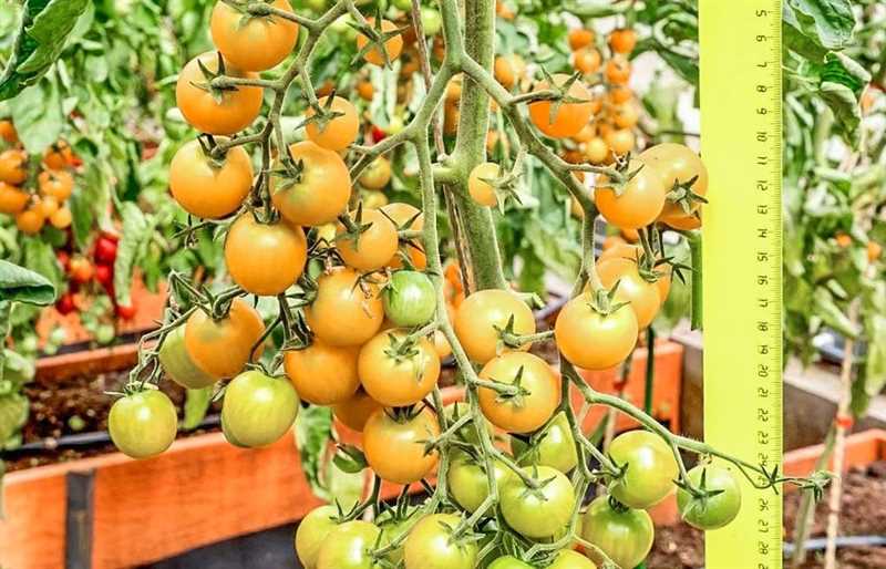 Tomato Samorodok Üretim