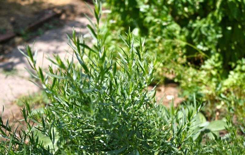 Tarhun otu (Artemisia dracunculus) nerede yetişir?