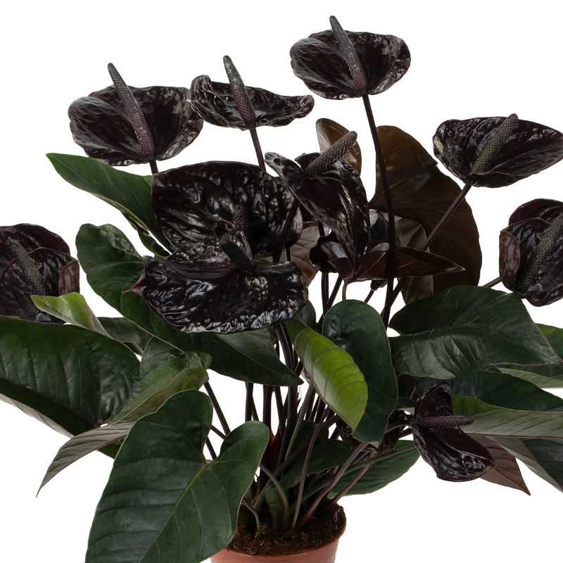 11. Olumsuz Yanlar: Siyah Renk Çiçeklerinin Dikkat Edilmesi Gereken Yönleri