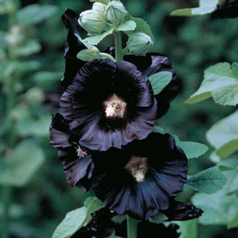 Kullanımı: Siyah Renk Çiçeklerinin Kullanım Alanları Nelerdir?