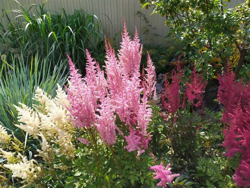 Astilbe Çiçeği Hastalıkları ve Zararlıları