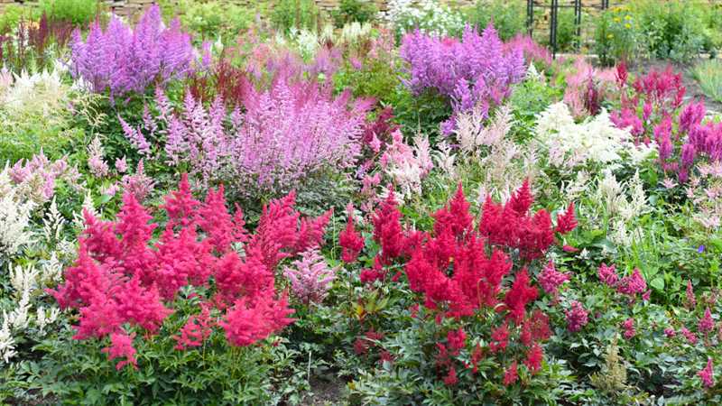 Astilbe Bitkilerinin Bitki Özellikleri