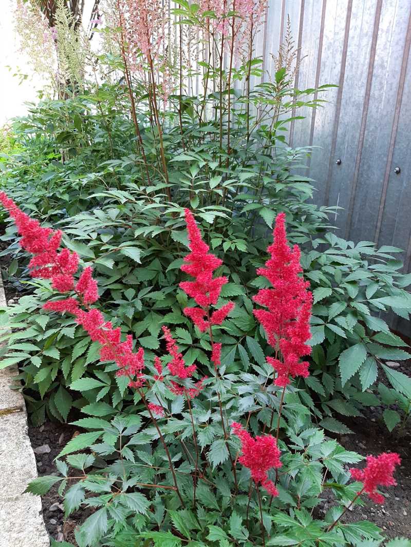 Astilbe Bitkilerinin Bakımı