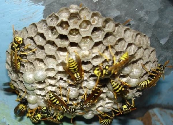 Büyük Eşek Arıları