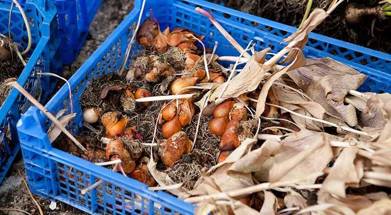Lale soğanlarının her yıl yeniden dikilmesinin faydaları