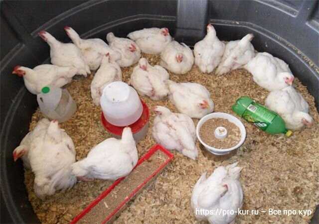 Yumurtlama Dönemi Beslenmesi: Kalsiyum İhtiyacı ve Dengeli Diyet