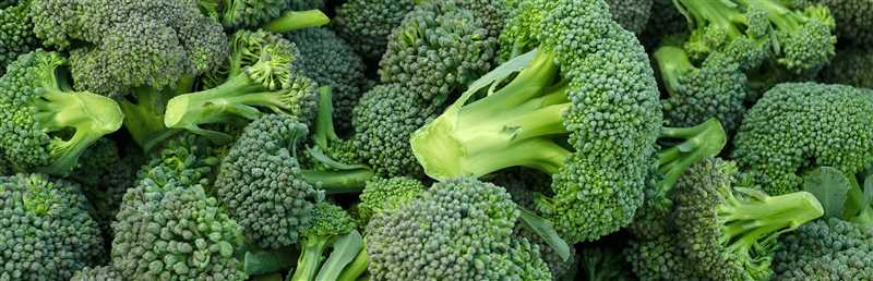 11. Brokoli bitkilerinin hasat ve depolama yöntemleri