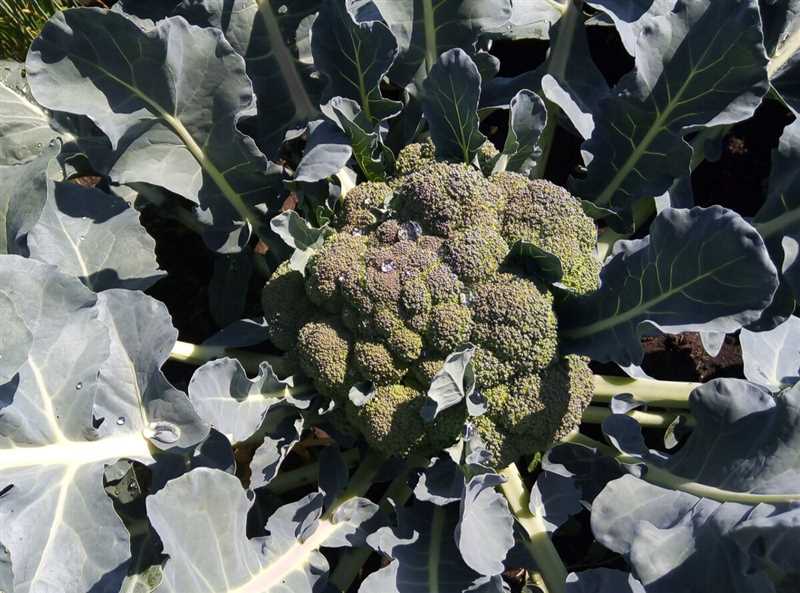 Brokoli bitkileri için gübreleme yöntemleri