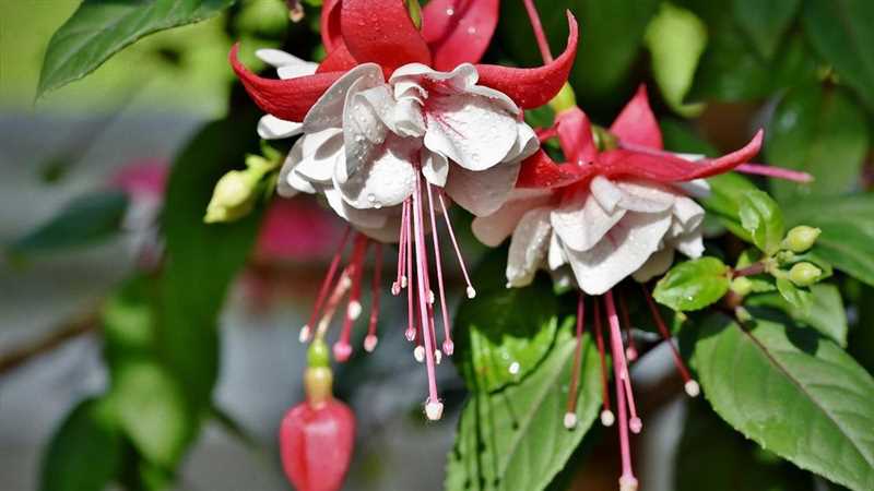 Fuchsia Bitkisi İçin Uygun Yetiştirme Ortamı