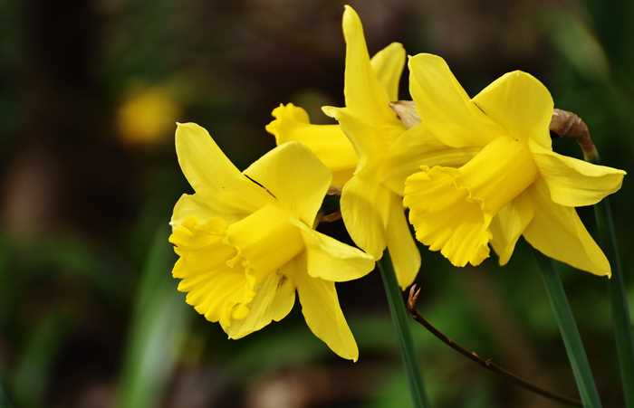 Saksıda Narcissus Yetiştirme