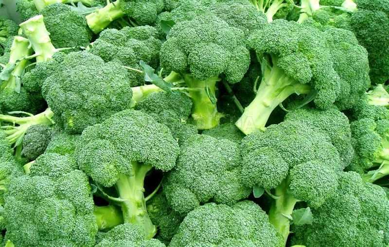 Salkım Sarmal Brokoli Çeşitleri