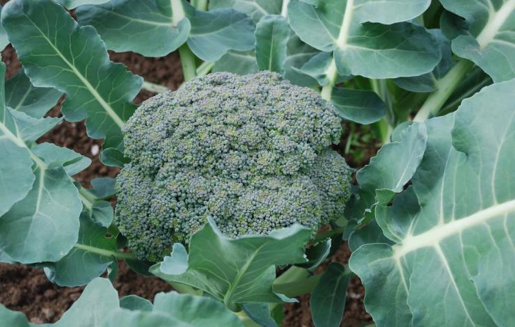 Brokoli Yetiştirmek İçin Dikkat Edilmesi Gerekenler