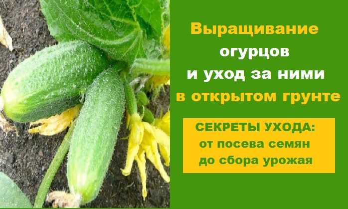 Bol Üretim Verimi için Salatalık Yetiştirme Üzerine Pratik Bilgiler