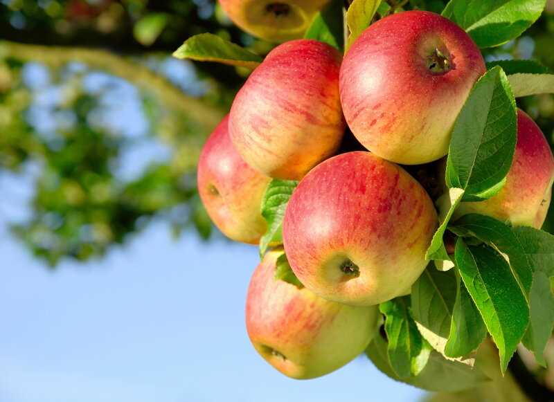 11. Elma ağacı yetiştirmeyle ilgili sık sorulan sorular