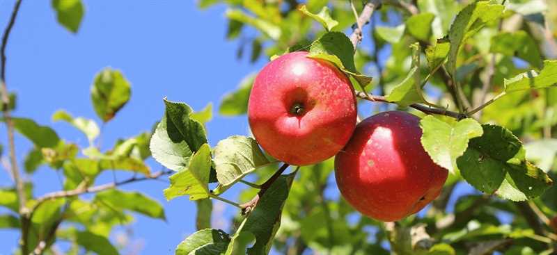 Elma Ağacı Yetiştirme İçin Uygun Tarım Teknikleri
