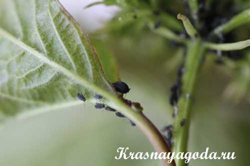 Canlıların Zarlı etkileri — Kalina bitkisinin mücadele yöntemleri ve bitki işlemesi için araçlar