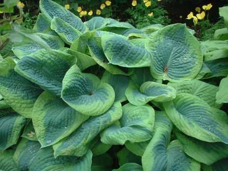 Frances Williams Hosta Nedir?