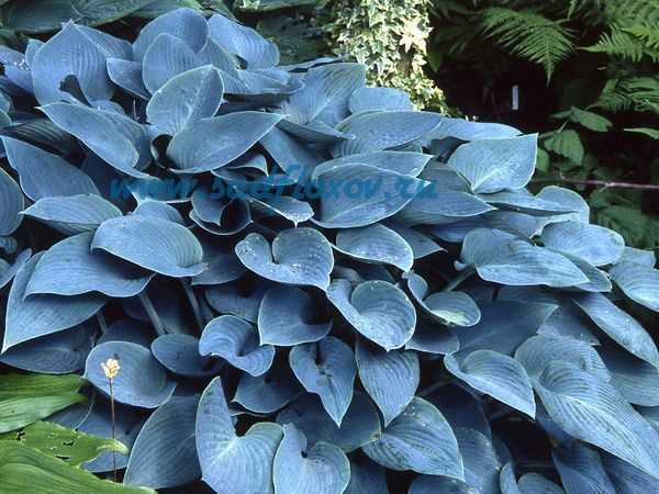 11. Halcyon Hosta'nın Hastalıkları ve Zararlıları