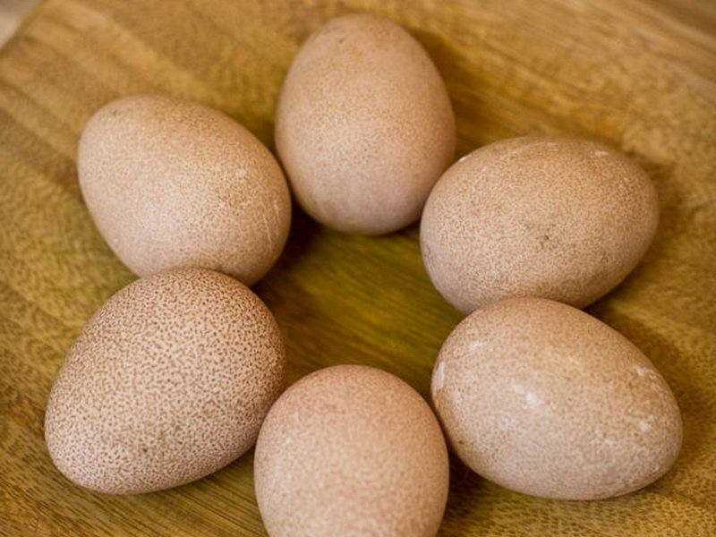 Çin Horozu Yumurtaları: Nasıl Görünürler ve Tavuk Yumurtalarından Nasıl Farklıdırlar