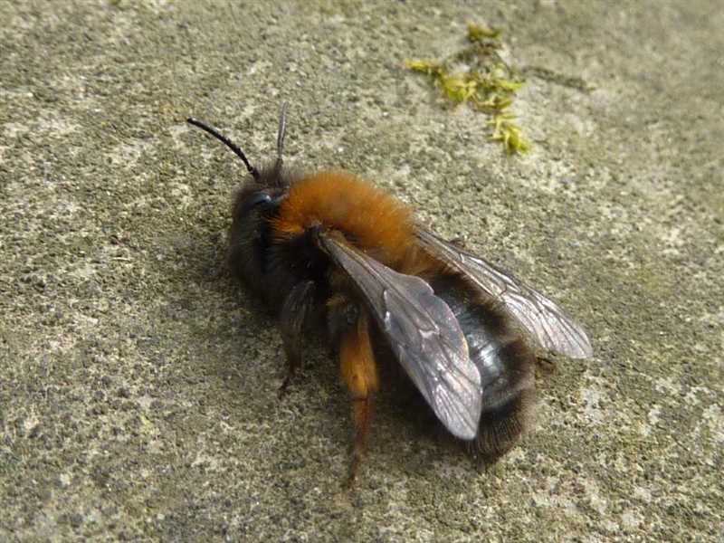 Zemin arıları zararlı mıdır?