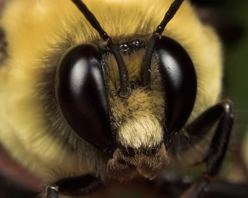 Arıların Yaşam Alanı ve Dağılımı