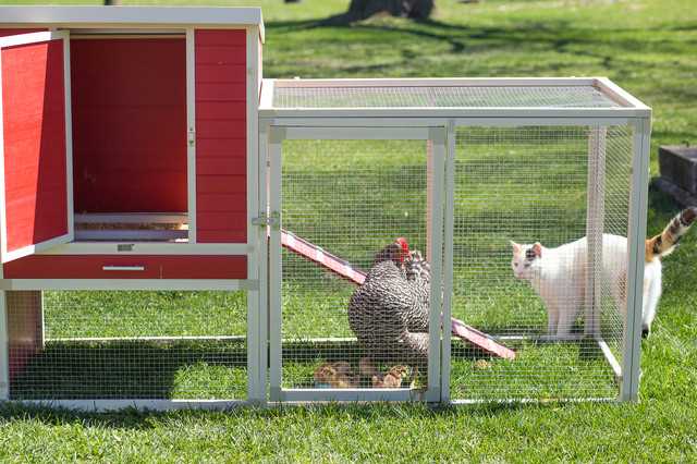 11. Tavukların sağlığına dikkat etmek ve doğru beslenme programı sağlamak