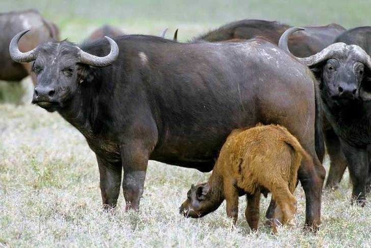 Afrika bufalosu (boğa buffalo) nasıl çiftleşir?