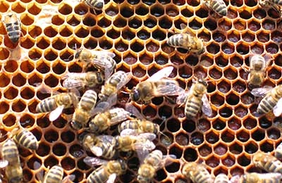 Bal arılarındaki askosferoz için kireçli yayılım tedavisi nasıl yapılır?