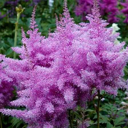 Ametist Astilbe'nin Popüler Kullanım Alanları