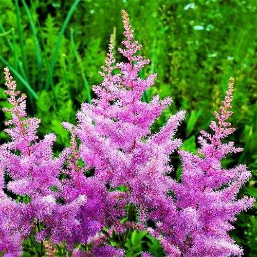 Ametist Astilbe Bitkisinin Özellikleri