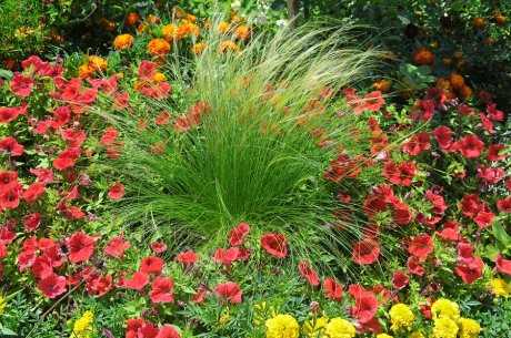Astilbe'nin Renk Kombinasyonu Bahçe ve Çiçek Tasarımlarında