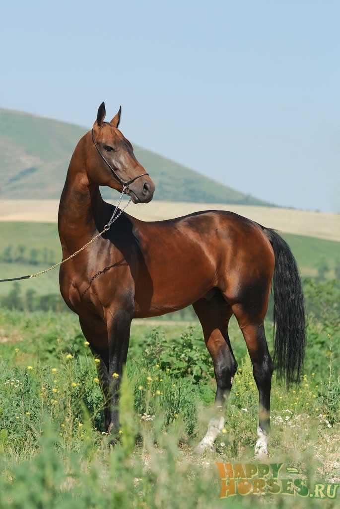 Türkmen Atlısı ve Tarih