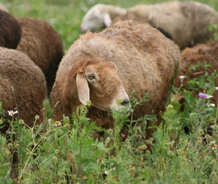 11. Edilbay Koyunu Yetiştirme Sırları