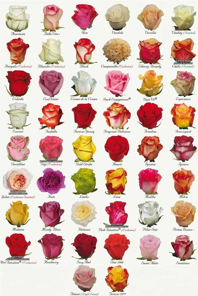 Ekvador güllerinin önemli detayları