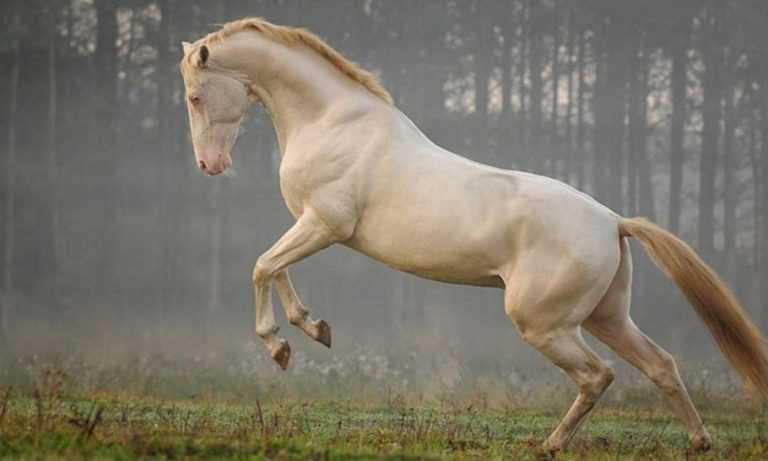 İzabel renkteki atların sağlık durumu