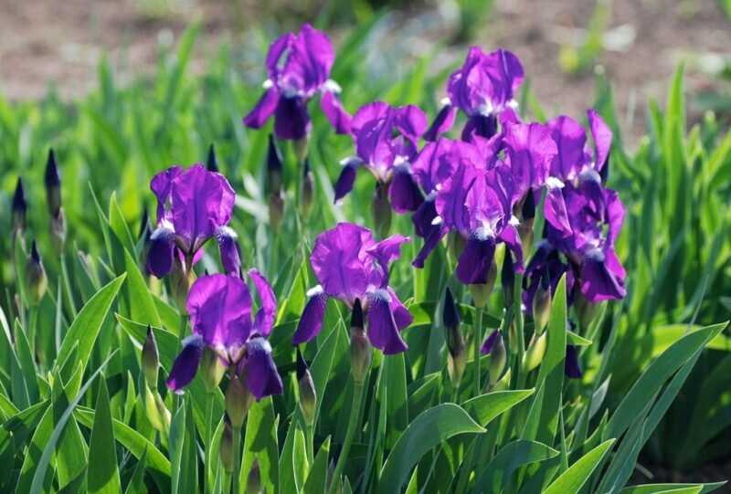 Irislerin hastalanma durumunda nasıl budanması gerektiği