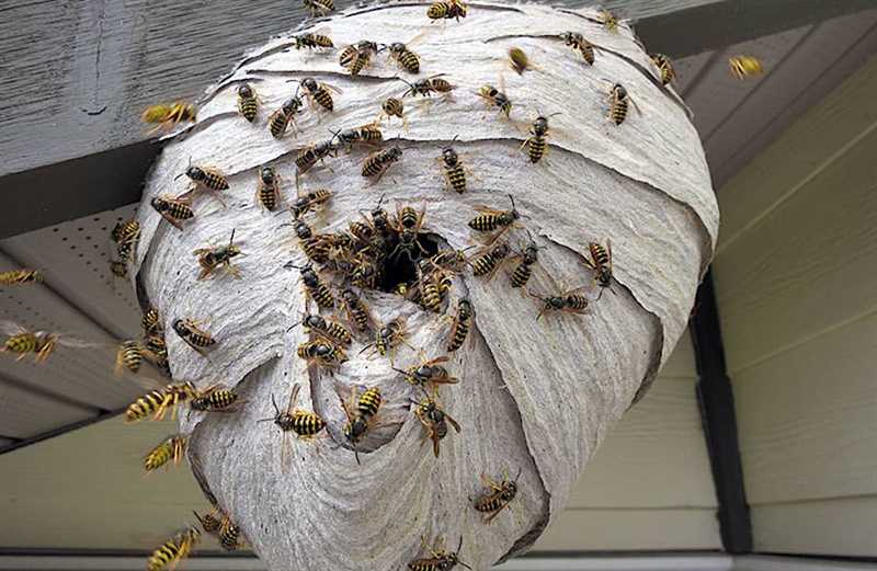Eşek arısı yuvası yapmak için gereken malzemeler