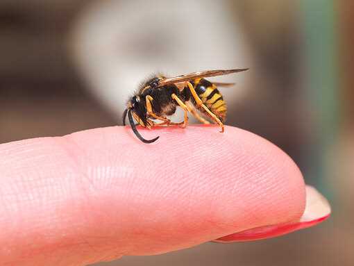 Bal arısı ısırığı ile ilgili doğal tedavi yöntemleri