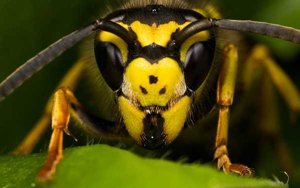 11. Vesveseli eşek arısı nasıl tanınır ve nasıl korunulur?